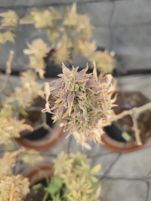 14-14 Amnesia Fast CBD "GB Strains" FEM. Week 27