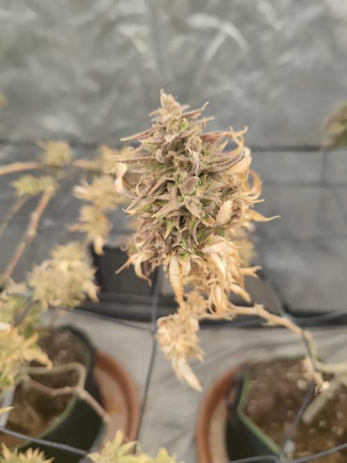 14-14 Amnesia Fast CBD "GB Strains" FEM. Week 27