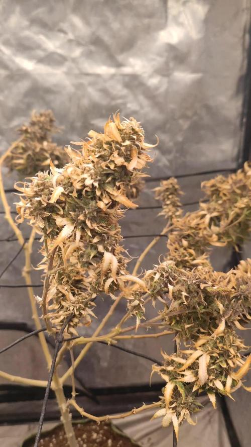 14-14 Amnesia Fast CBD "GB Strains" FEM