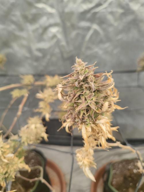 14-14 Amnesia Fast CBD "GB Strains" FEM. Week 27