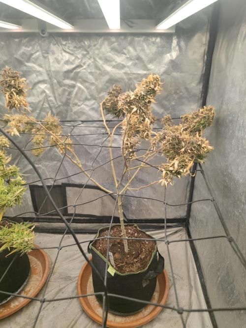 14-14 Amnesia Fast CBD "GB Strains" FEM. Week 27