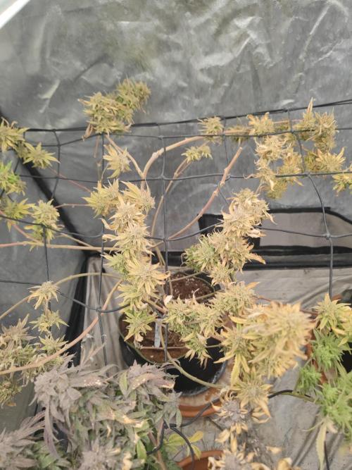 14-14 Platinum OG "GB Strains" FEM. Week 27