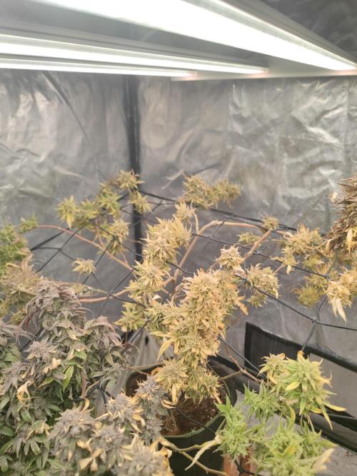 14-14 Platinum OG "GB Strains" FEM. Week 27