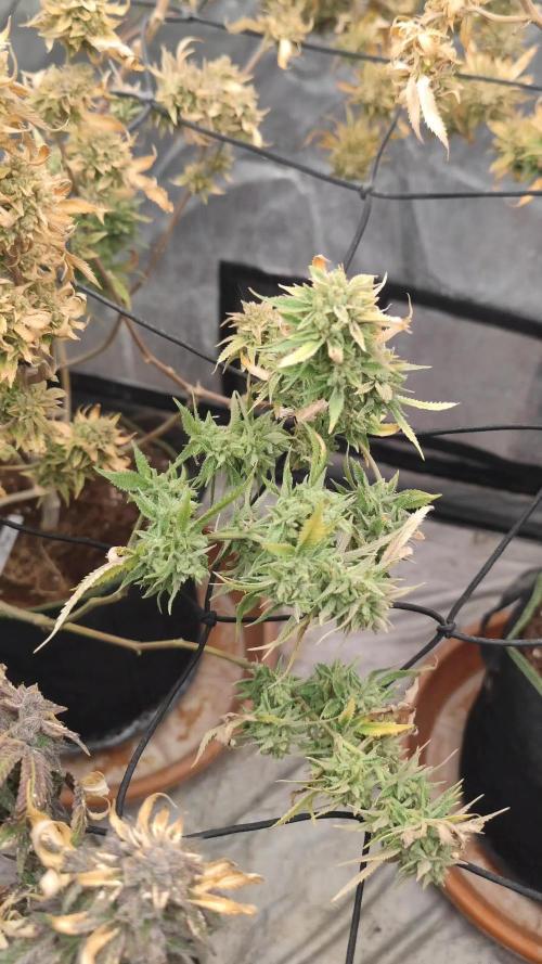 14-14 Platinum OG "GB Strains" FEM