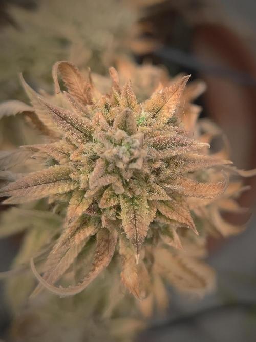 14-14 Platinum OG "GB Strains" FEM. Week 27