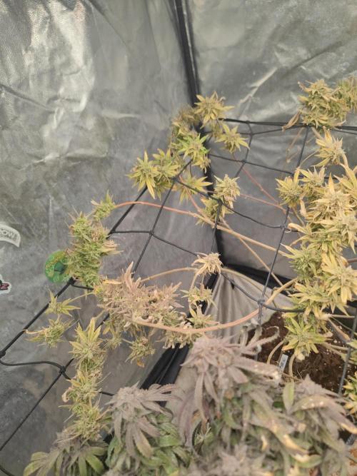 14-14 Platinum OG "GB Strains" FEM. Week 27