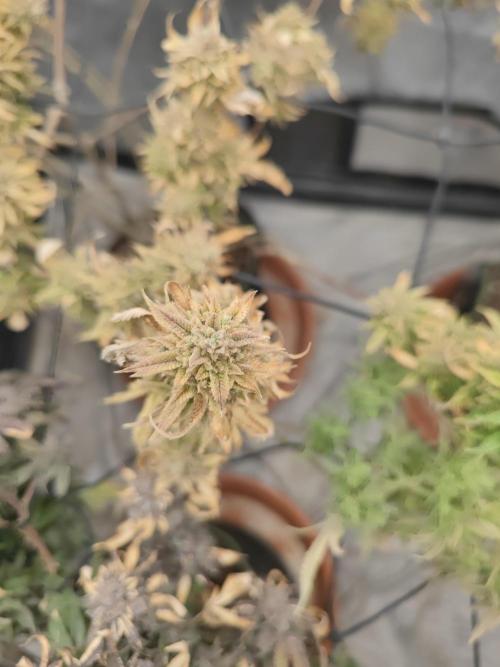 14-14 Platinum OG "GB Strains" FEM. Week 27