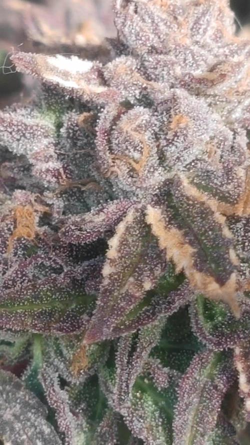 14-14 Blue Zushi L.E. "Grower Choice"