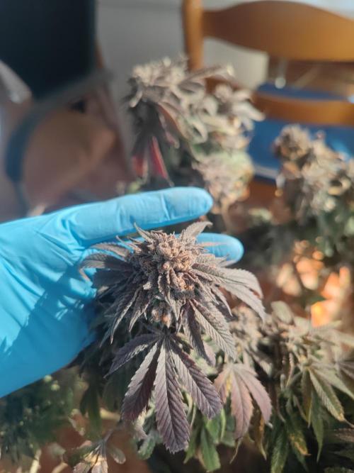 14-14 Blue Zushi L.E. "Grower Choice". Week 27