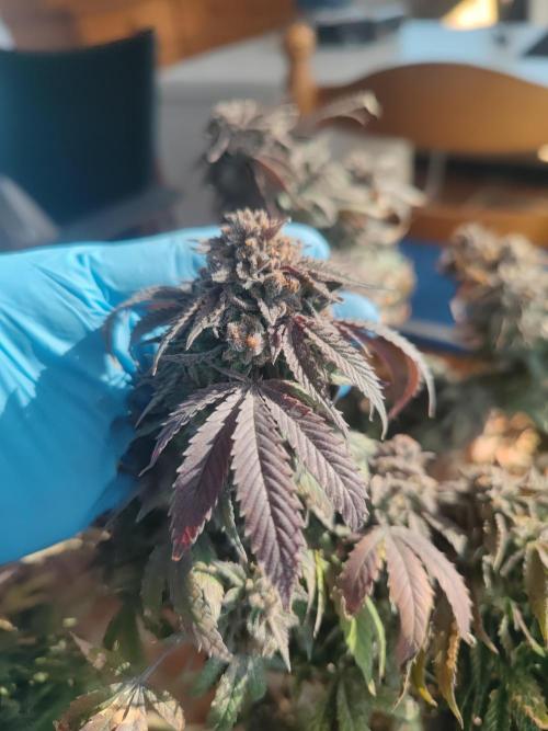 14-14 Blue Zushi L.E. "Grower Choice". Week 27