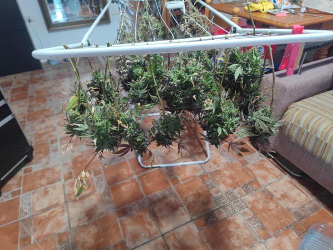 14-14 Blue Zushi L.E. "Grower Choice". Week 27