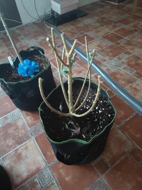 14-14 Blue Zushi L.E. "Grower Choice". Week 27