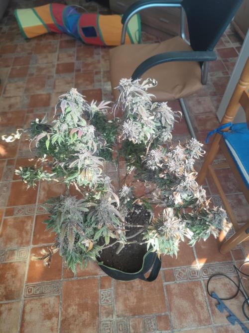 14-14 Blue Zushi L.E. "Grower Choice". Week 27