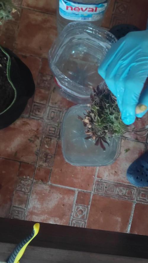 14-14 Blue Zushi L.E. "Grower Choice"