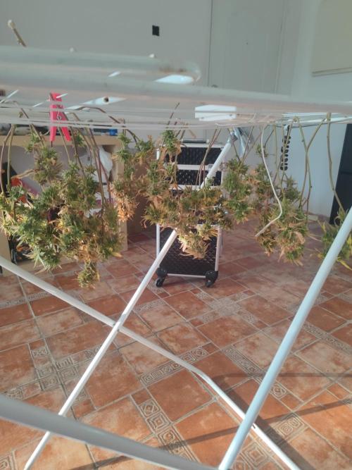 14-14 Platinum OG "GB Strains" FEM. Week 27