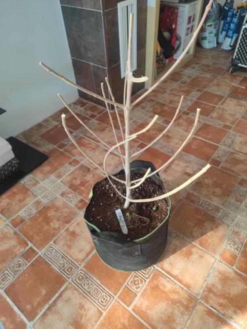 14-14 Platinum OG "GB Strains" FEM. Week 27