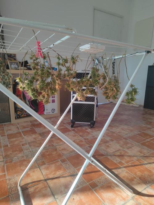 14-14 Platinum OG "GB Strains" FEM. Week 27