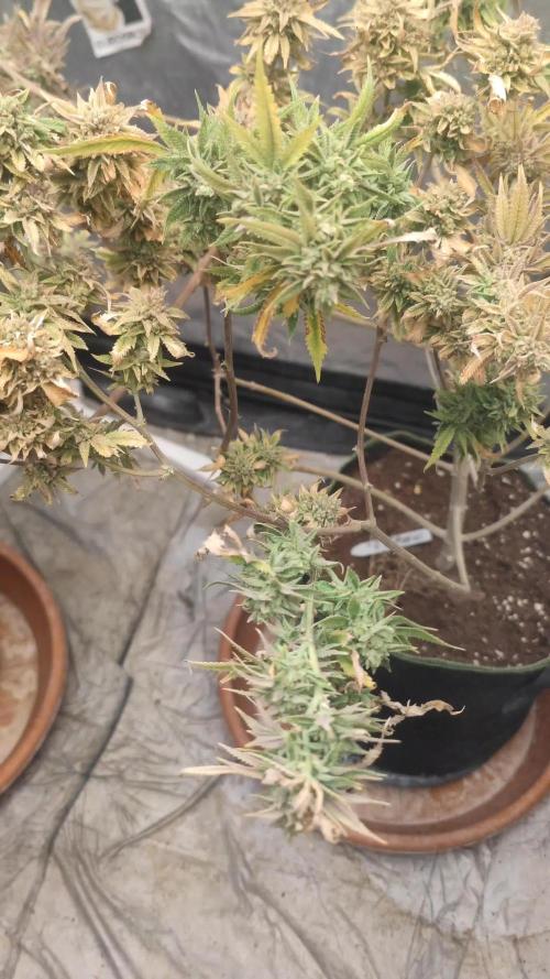 14-14 Platinum OG "GB Strains" FEM