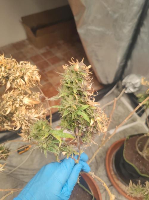 14-14 Amnesia Fast CBD "GB Strains" FEM. Week 27