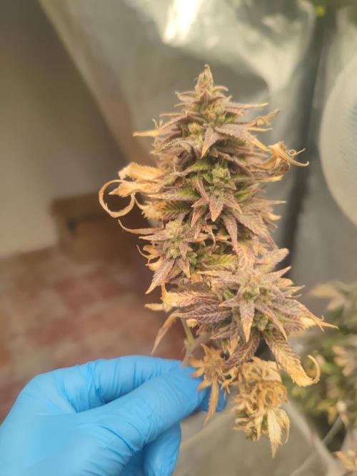 14-14 Amnesia Fast CBD "GB Strains" FEM. Week 27