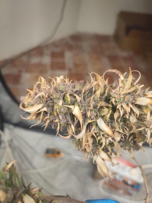 14-14 Amnesia Fast CBD "GB Strains" FEM. Week 27