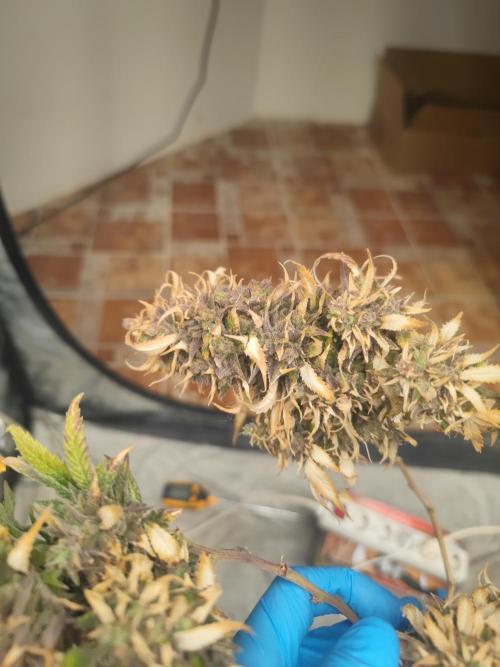 14-14 Amnesia Fast CBD "GB Strains" FEM. Week 27