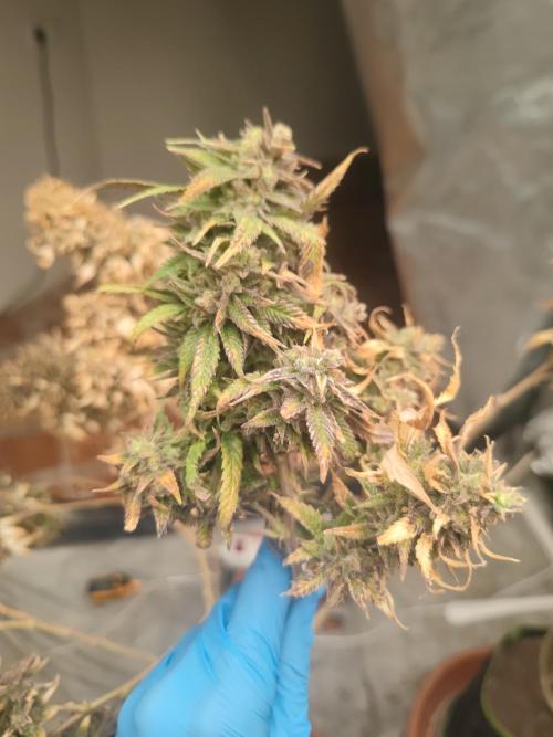 14-14 Amnesia Fast CBD "GB Strains" FEM. Week 27