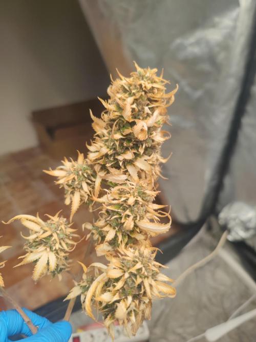 14-14 Amnesia Fast CBD "GB Strains" FEM. Week 27