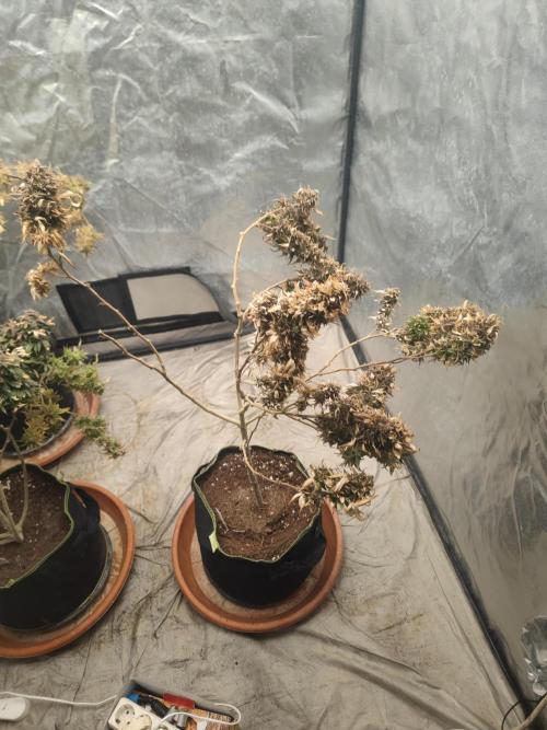 14-14 Amnesia Fast CBD "GB Strains" FEM. Week 27