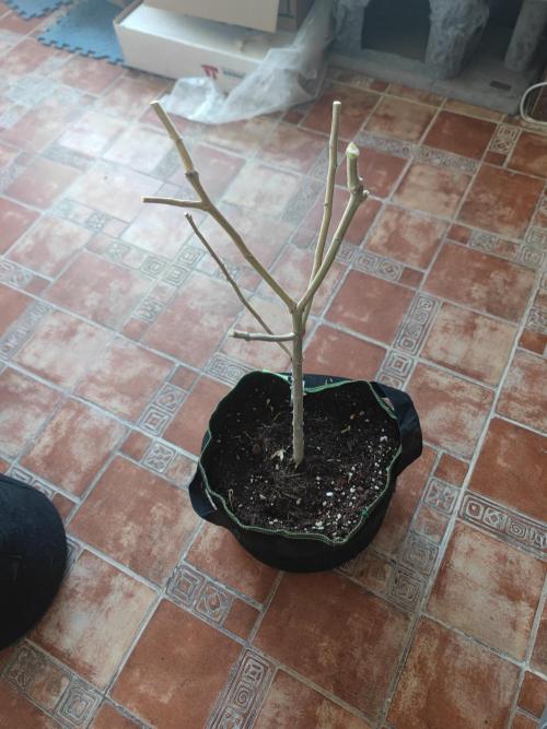 14-14 Amnesia Fast CBD "GB Strains" FEM. Week 27