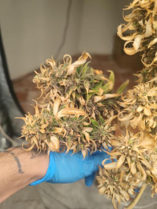 14-14 Amnesia Fast CBD "GB Strains" FEM. Week 27