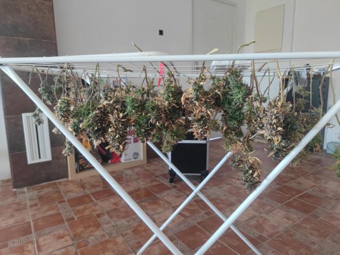 14-14 Amnesia Fast CBD "GB Strains" FEM. Week 27