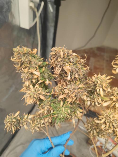 14-14 Amnesia Fast CBD "GB Strains" FEM. Week 27