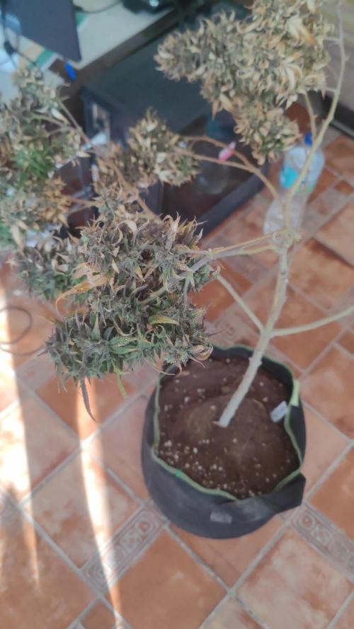 14-14 Amnesia Fast CBD "GB Strains" FEM