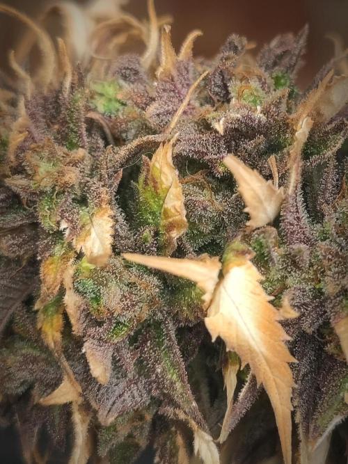 14-14 Amnesia Fast CBD "GB Strains" FEM. Week 27