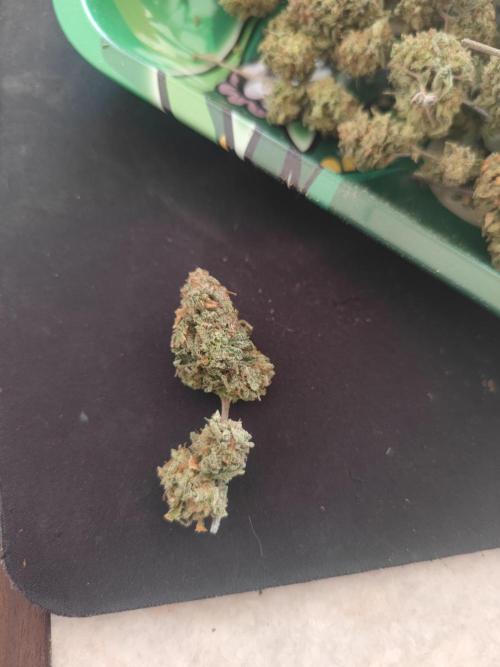 14-14 Tropimango "Philosopher Seeds" FEM. Week 28