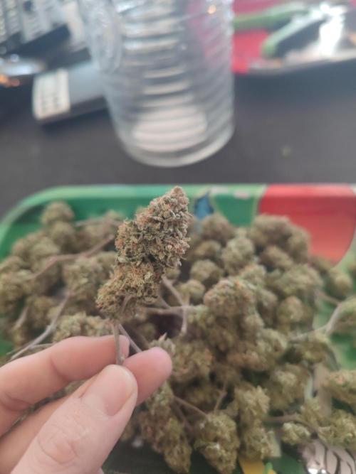 14-14 Tropimango "Philosopher Seeds" FEM. Week 28