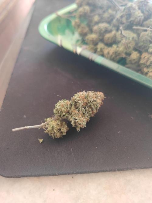 14-14 Tropimango "Philosopher Seeds" FEM. Week 28