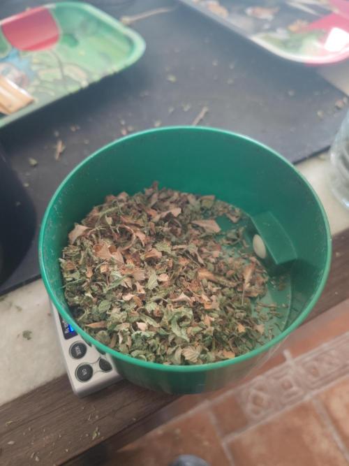 14-14 Tropimango "Philosopher Seeds" FEM. Week 28