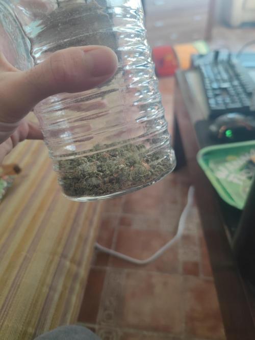 14-14 Tropimango "Philosopher Seeds" FEM. Week 28