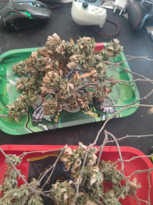 14-14 Tropimango "Philosopher Seeds" FEM. Week 28