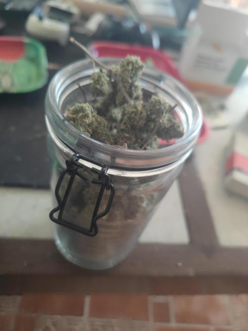 14-14 Tropimango "Philosopher Seeds" FEM. Week 28