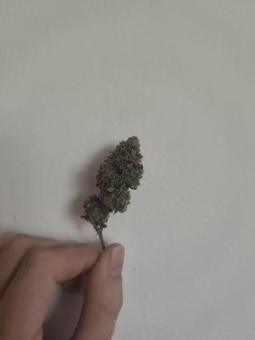 14-14 Tropimango "Philosopher Seeds" FEM. Week 28