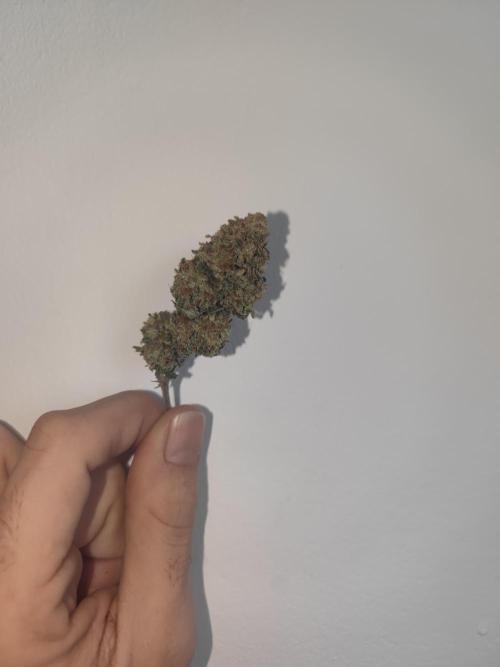 14-14 Tropimango "Philosopher Seeds" FEM. Week 28