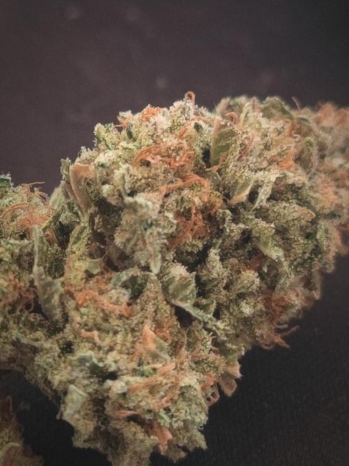 14-14 Tropimango "Philosopher Seeds" FEM. Week 28