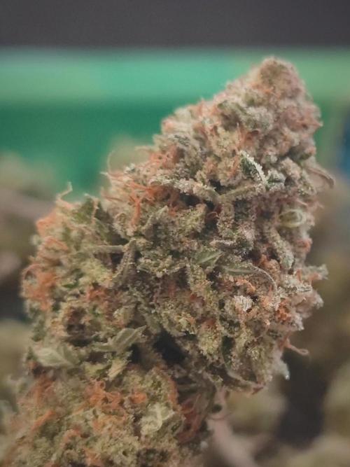 14-14 Tropimango "Philosopher Seeds" FEM. Week 28