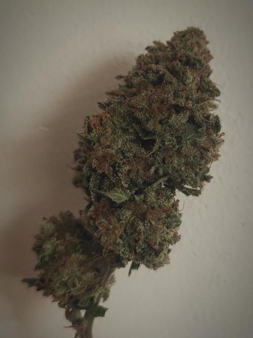 14-14 Tropimango "Philosopher Seeds" FEM. Week 28