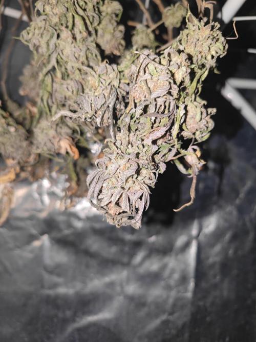 14-14 Blue Zushi L.E. "Grower Choice". Week 28