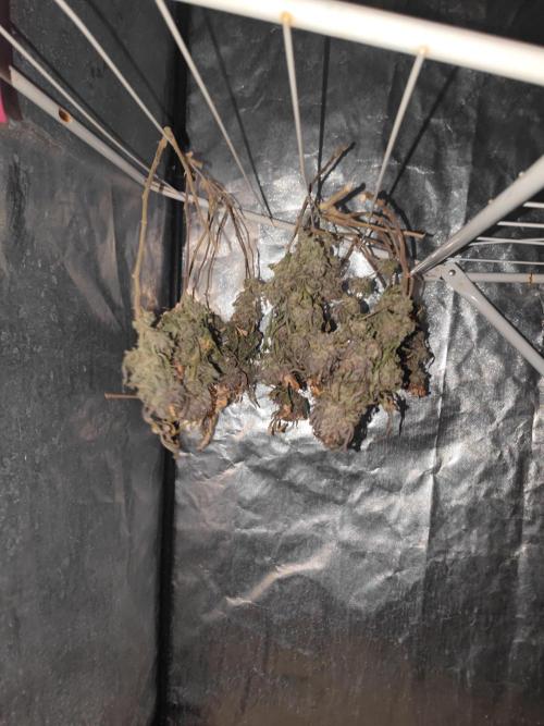 14-14 Blue Zushi L.E. "Grower Choice". Week 28