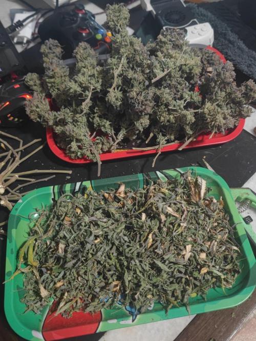 14-14 Blue Zushi L.E. "Grower Choice". Week 28